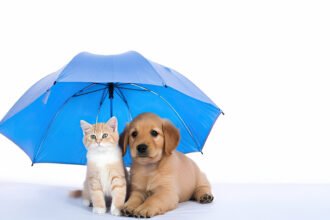 Pet Insurance Cost in Dubai in 2025