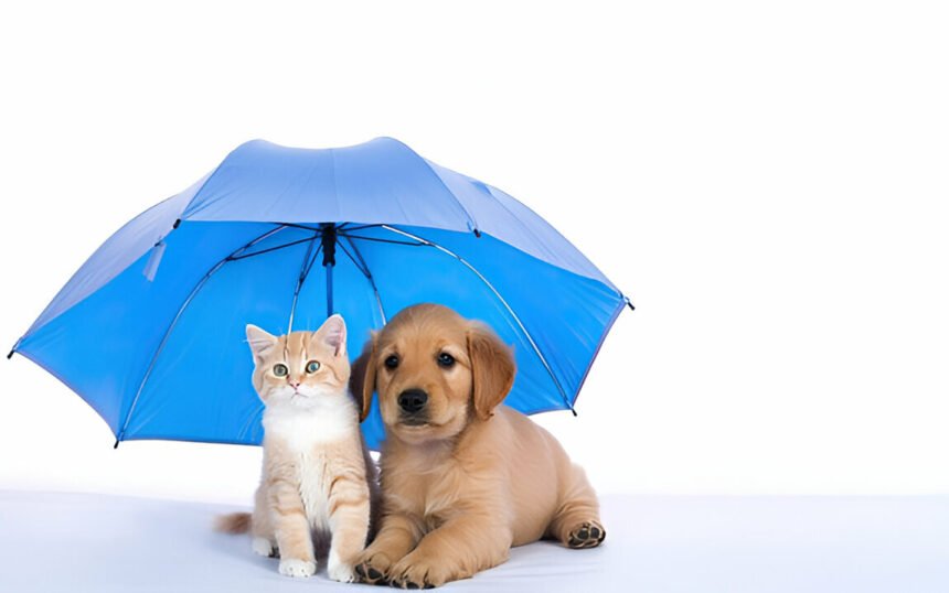 Pet Insurance Cost in Dubai in 2025