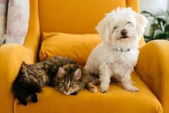 Five Things Every New Pet Owner Should Be Aware Of
