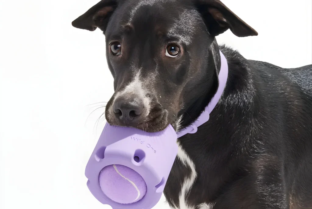 Interactive Toy for Dog